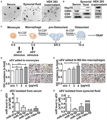 Extracellular miR-574-5p Induces Osteoclast Differentiation via TLR 7/8 in Rheumatoid Arthritis